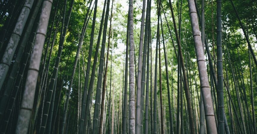 a bamboo forest