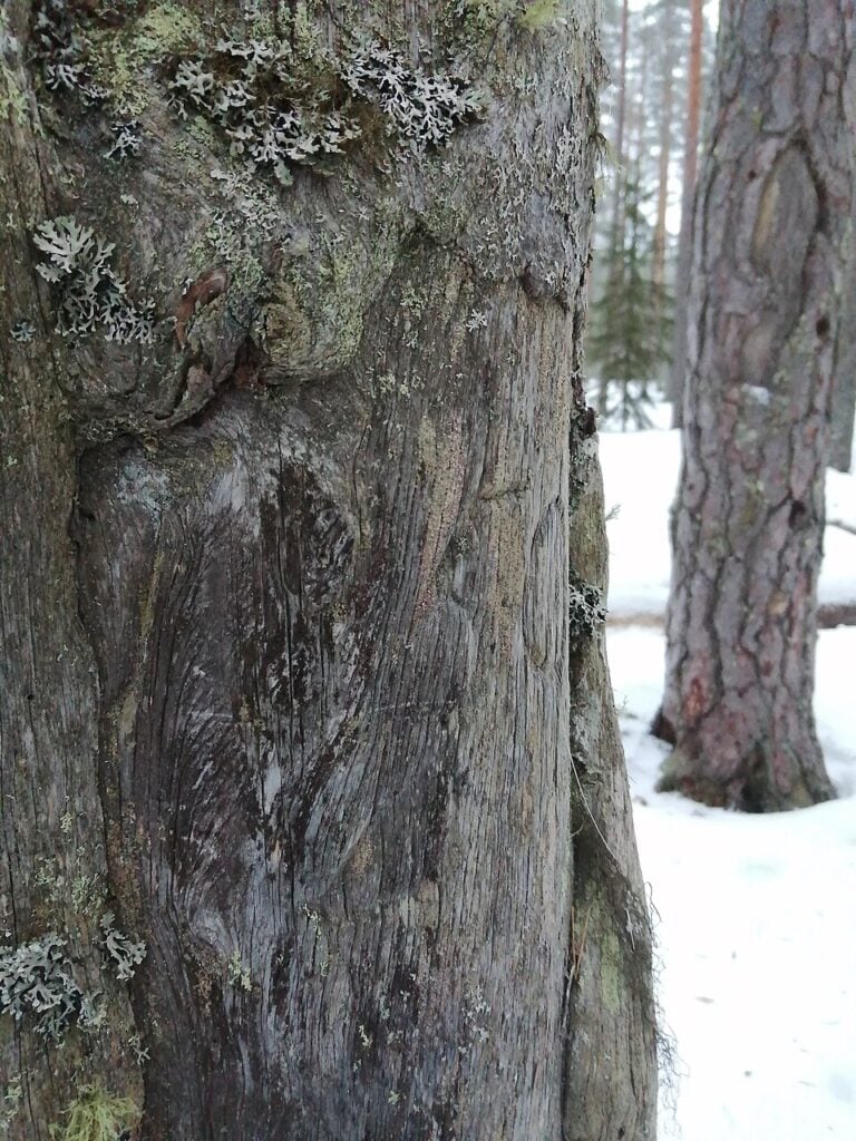 a close-up of a pine tree trunk with karsikko carvings in it