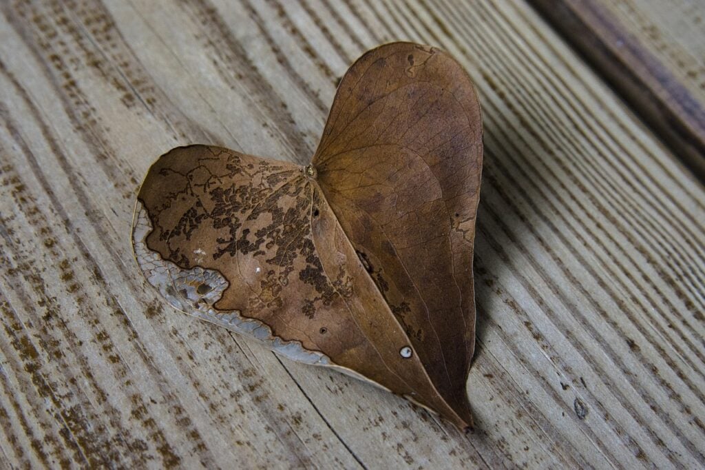 a brown, heart-shaped leaf on a wooden background