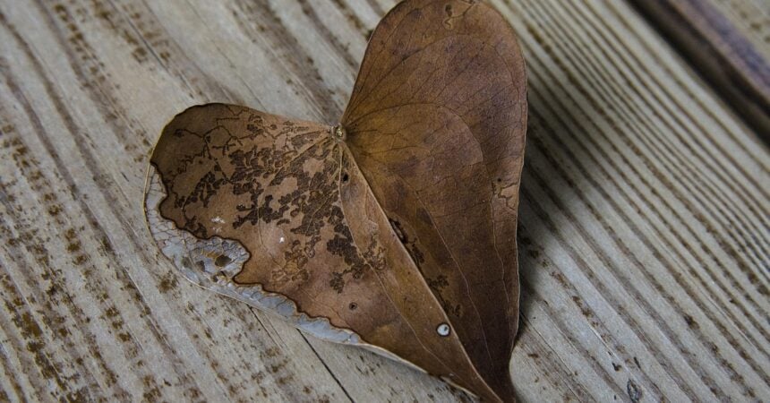a brown, heart-shaped leaf on a wooden background