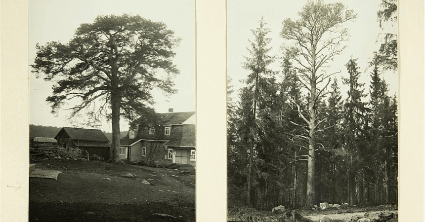 two photographs of karsikko trees, side by side