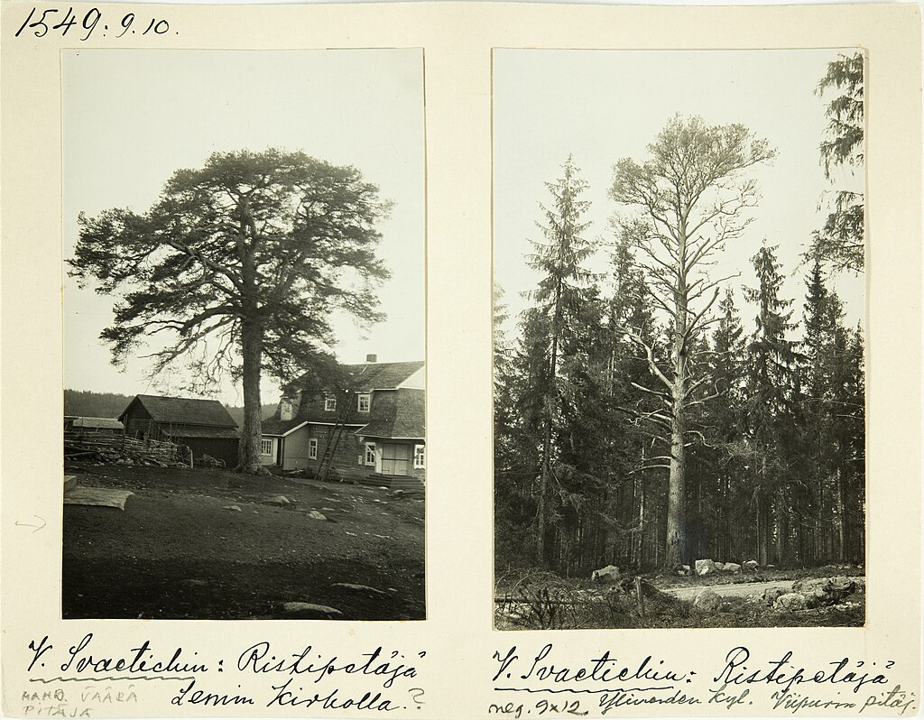 Creepy Wikipedia: Karsikko Trees, The Finnish Trees Of The Dead
