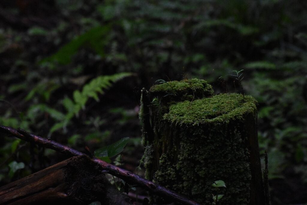 a mossy stump in a dimly lit forest