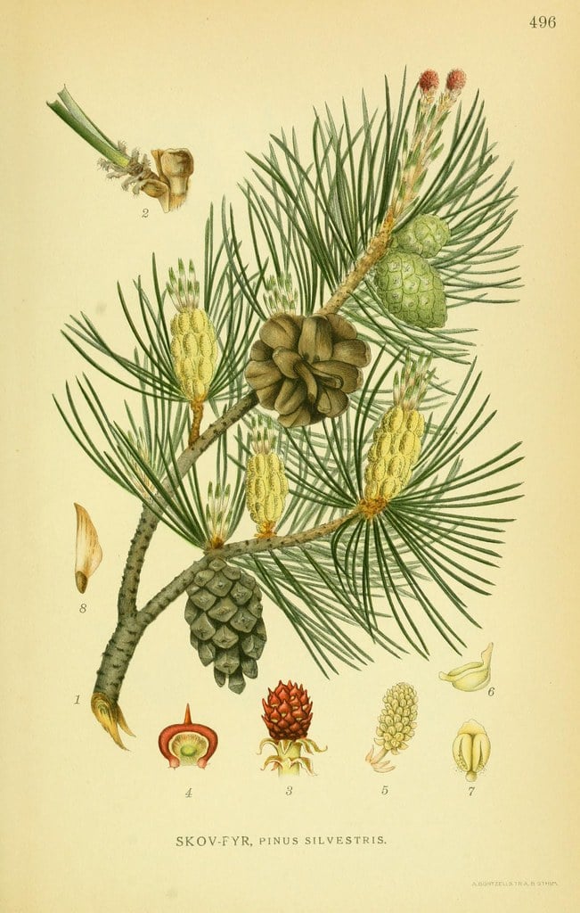 a nature drawing of a scots pine or pinus sylvestris tree branch