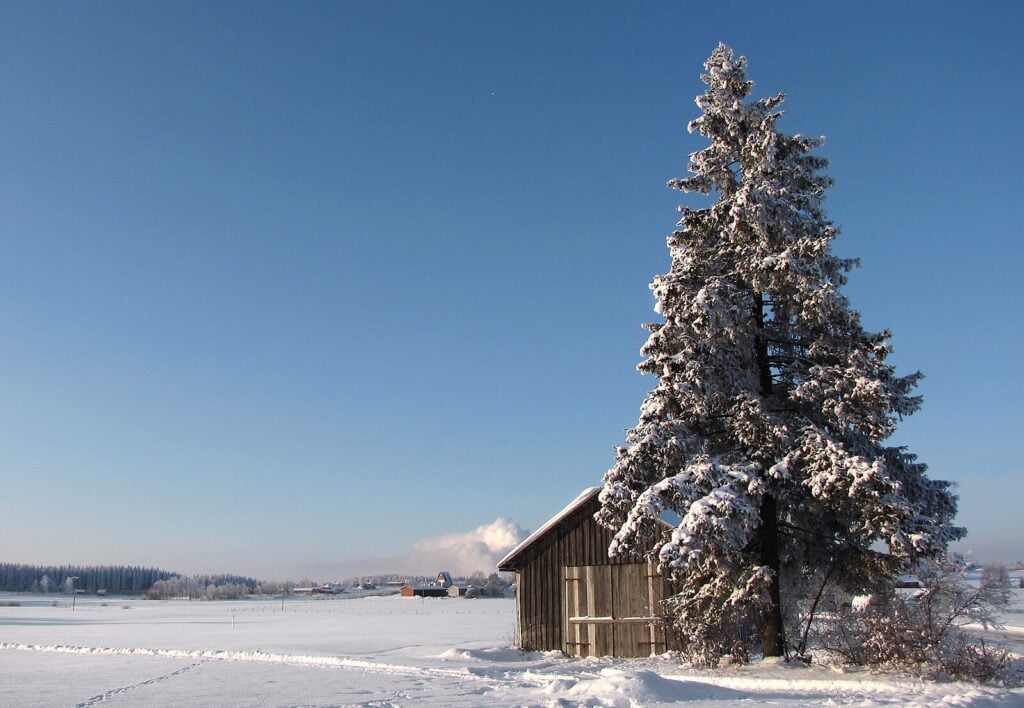 a norwegian spruce tree in the snow by a small house