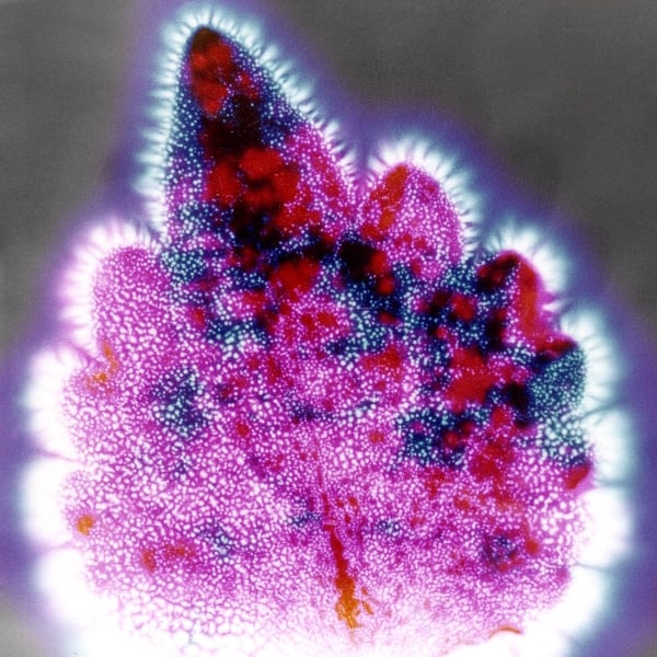 a kirlian photograph of a coleus leaf