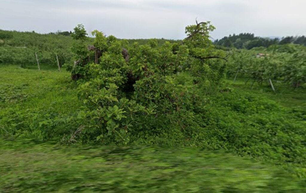 the demon sitting oak tree of onizawa