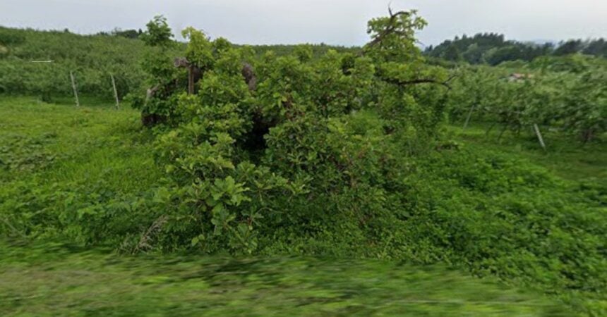 the demon sitting oak tree of onizawa