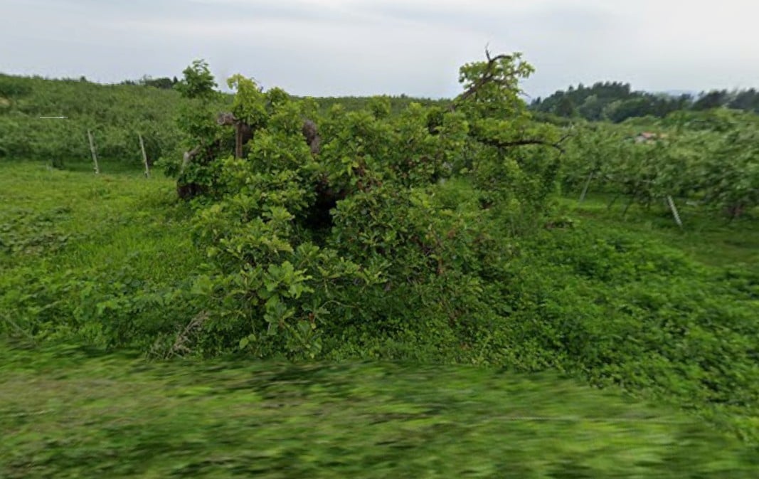 Encyclopaedia Of The Impossible: The Demon-Sitting Oak Tree Of Onizawa