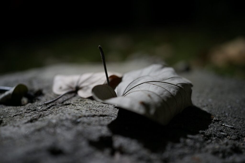 a dry, dead leaf on the ground