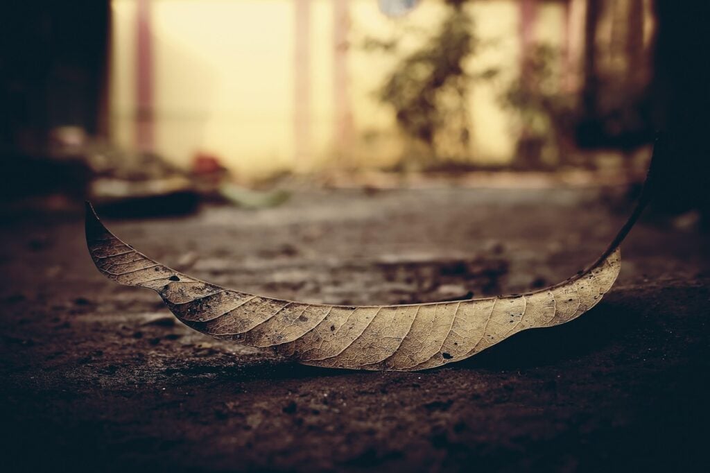 a dead leaf on the ground in the foreground; the clearing of a forest with a few trees behind it