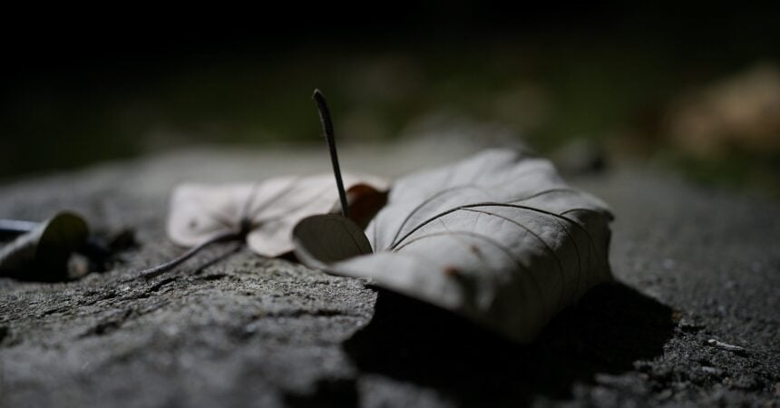 a dry, dead leaf on the ground