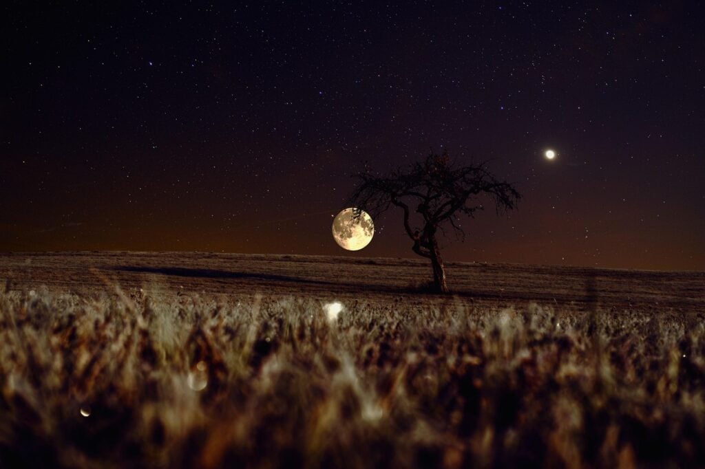 a lone tree standing on a field full of dead grass at night. there is a full moon low in the sky