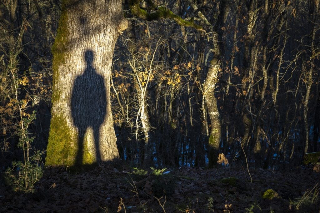 the shadow of a person projected onto the trunk of a tree in the woods